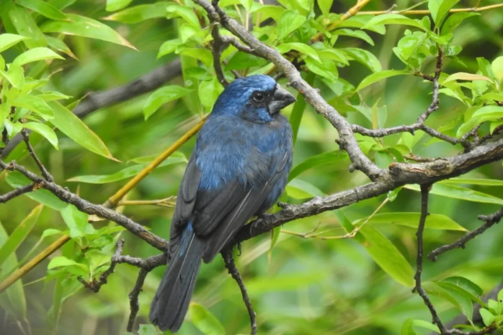 aves