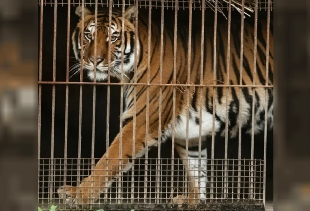 ex Zoo de Luján trigres