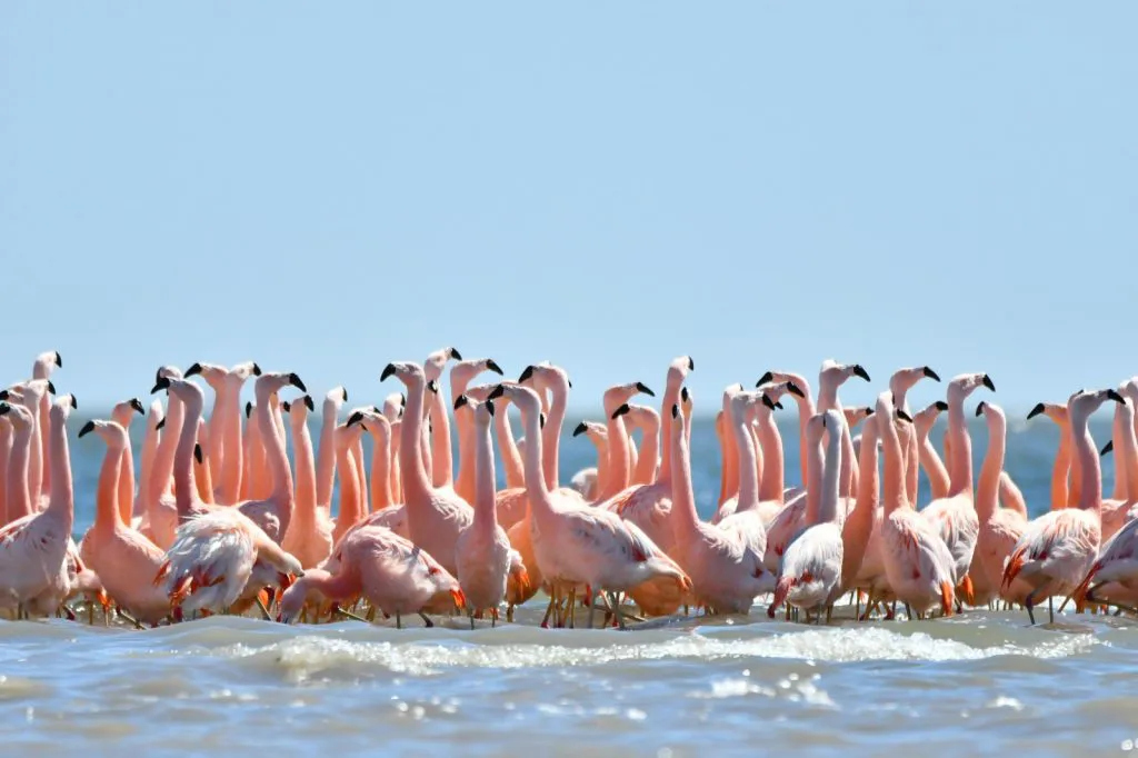 flamencos
