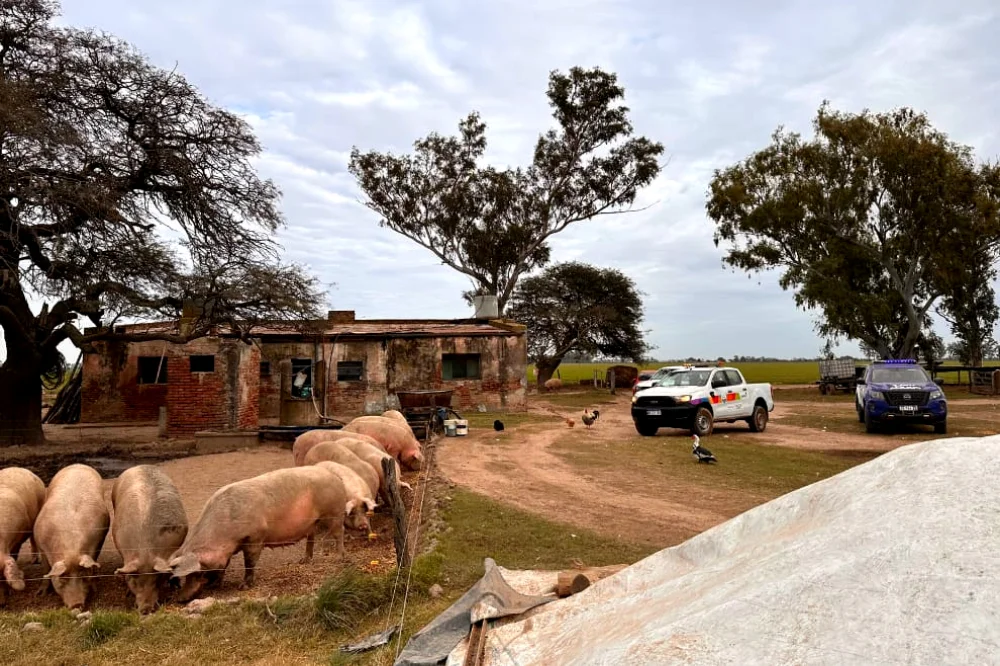 Triquinosis_ la Provincia inspeccionó establecimientos porcinos 2