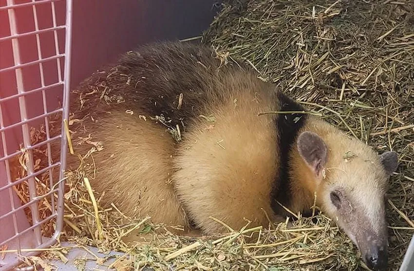 osa -melera_ cba.gov.ar