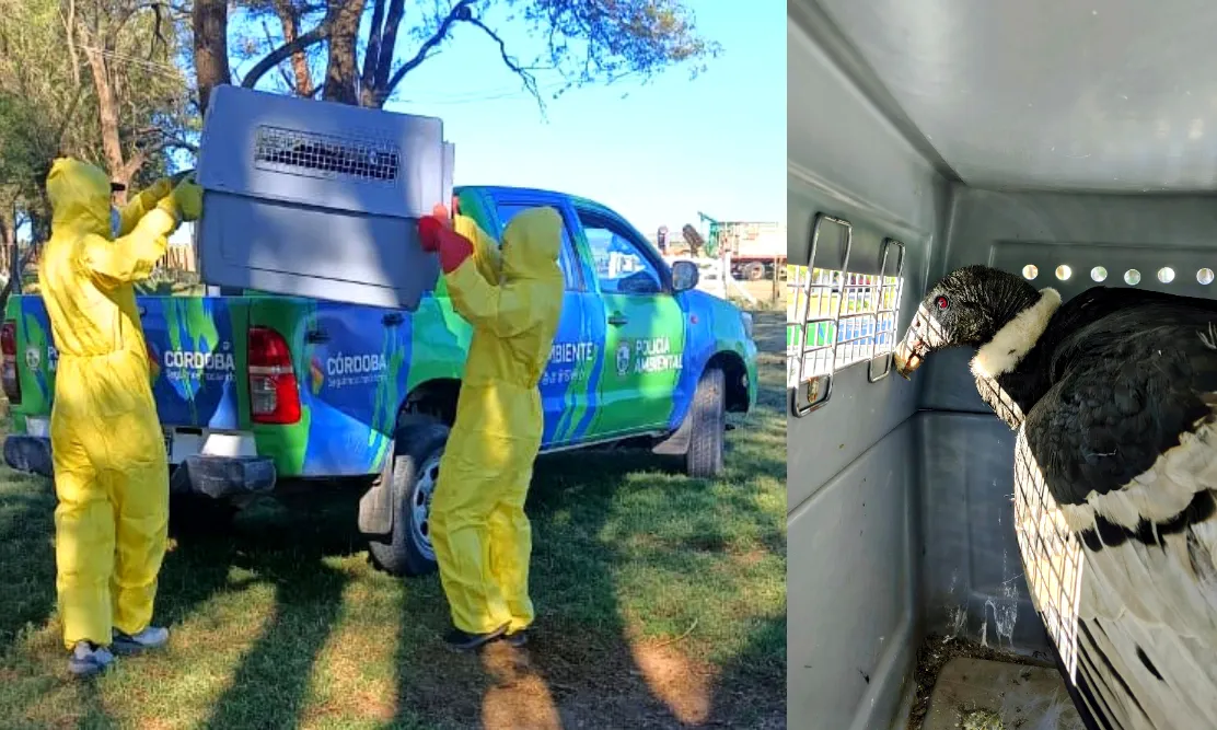 cóndor andino fue rescatado en Achiras