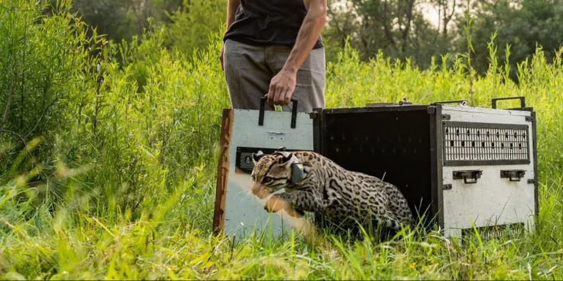 ocelote-parque de la biodiversidad