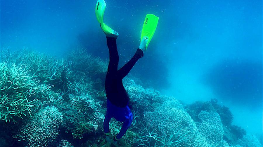barrera de coral-australia