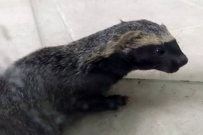 hurón