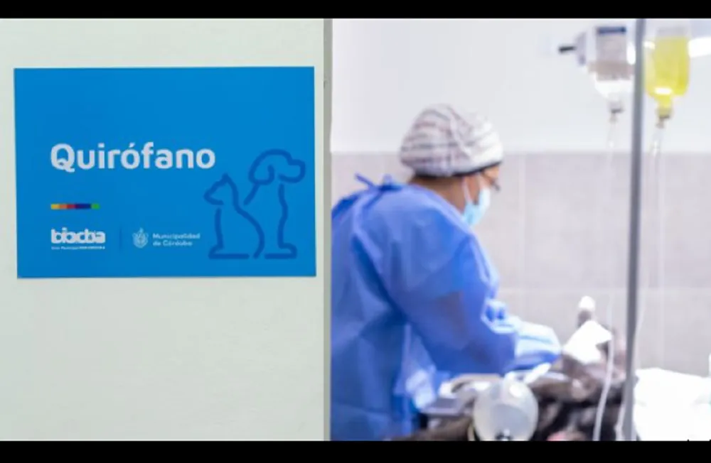 castraciones municipalidad