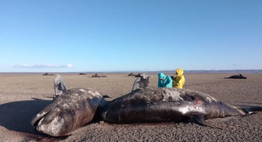 orcas muertas tierra del fuego