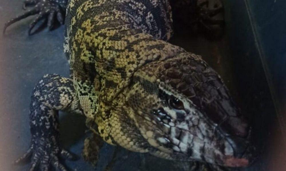 lagarto overo