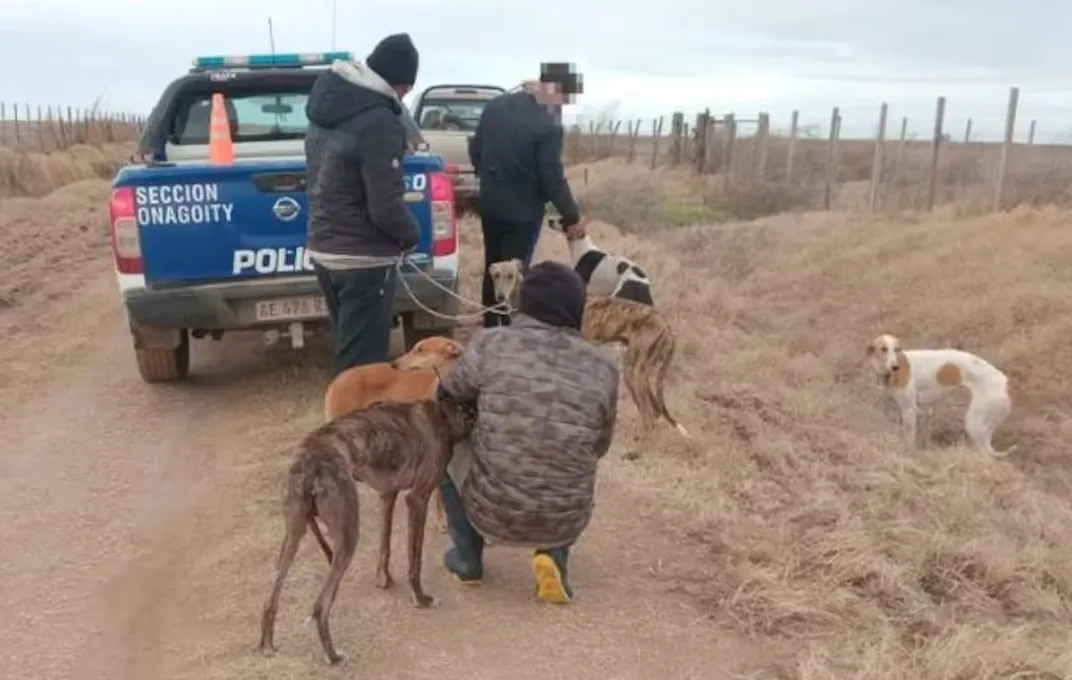 perros-rescatados-en-operativos-el-sur-de-cordoba