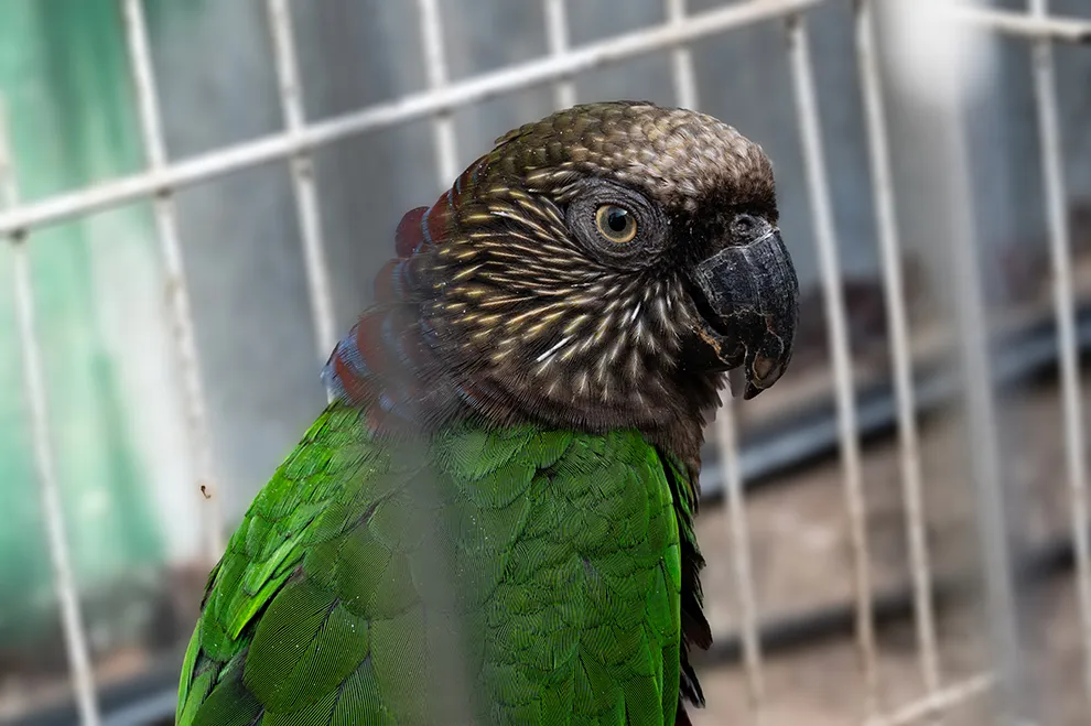 loros