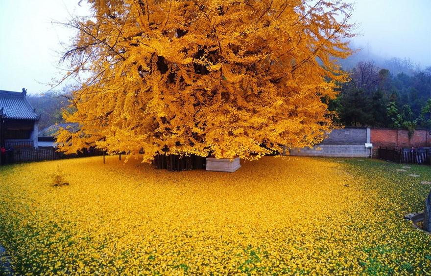 Ginko Tree 4