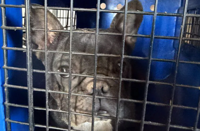 criaderos-rescate-perros_ mpfcordoba