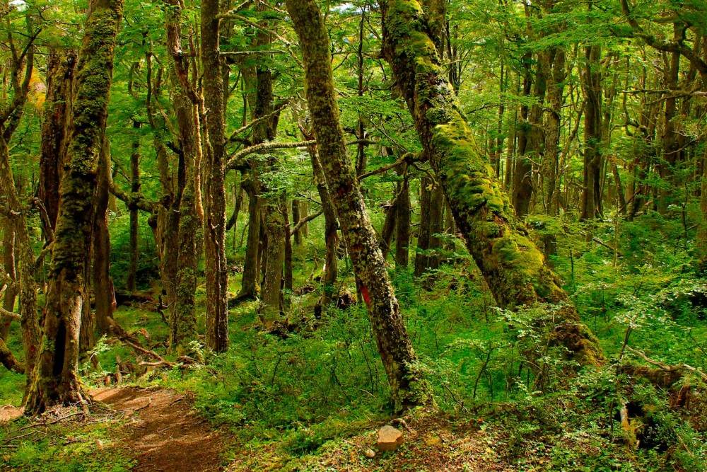 Bosque