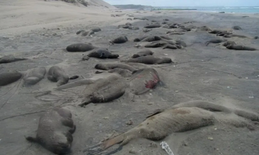 Elefantes-marinos-puerto-madryn_ NA