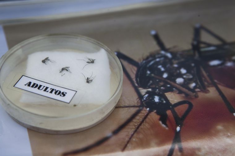 dengue