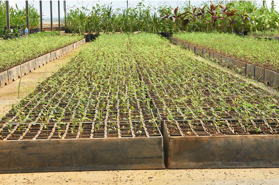 plantines algarrobo_Biofábrica Misiones