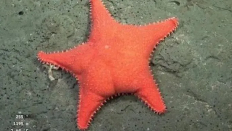 estrella culona