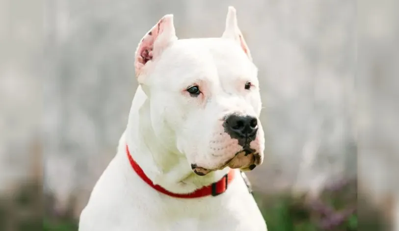 dogo
