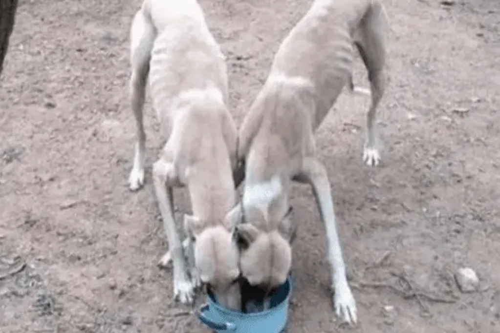perros-galgos