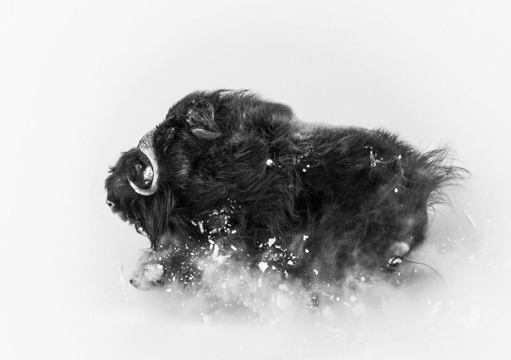 fotos-ganadoras-national-geographic-2