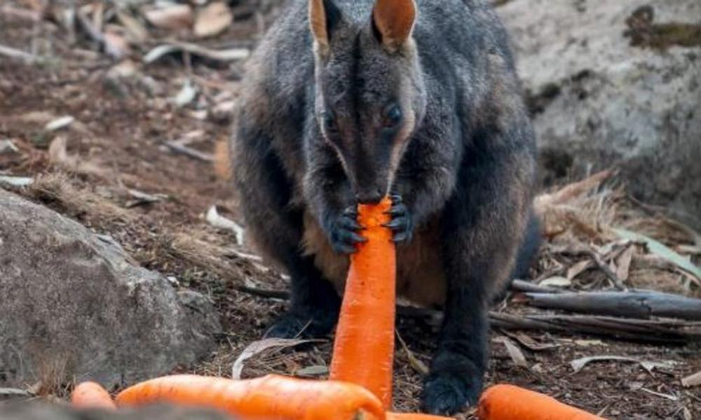 animales-australia