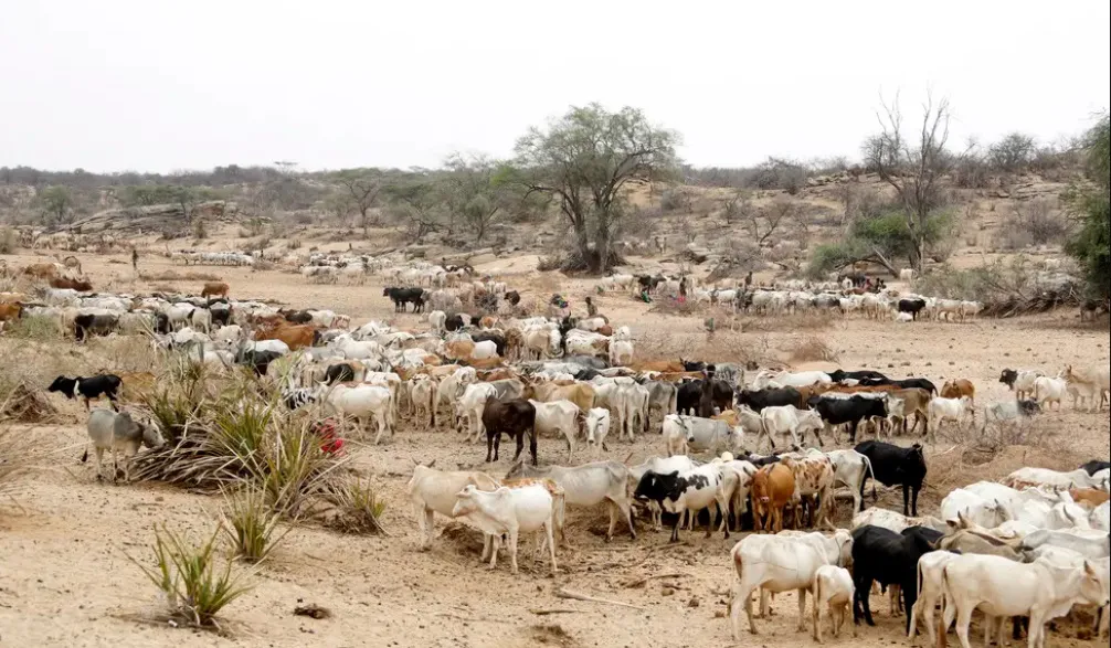 África oms