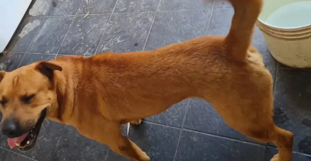 ataque de perros