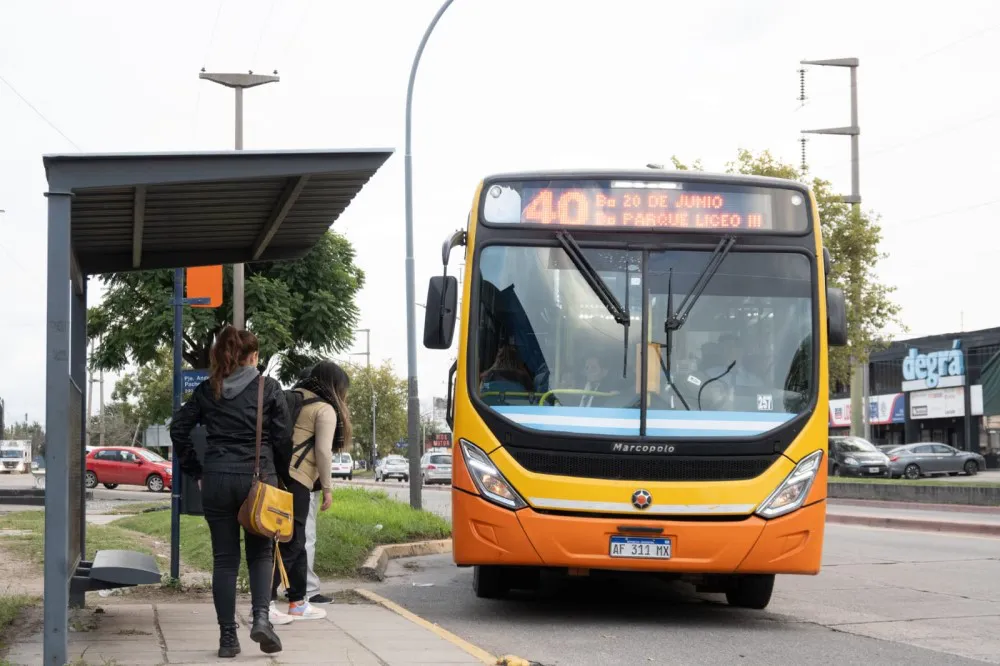 colectivos - coniferal