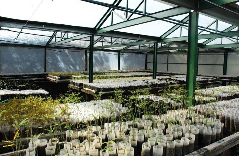 arboles autóctonos-vivero-reforestación