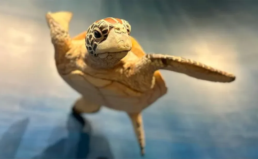 Fauna Regional de la Estación Hidrobiológica de Puerto Quequén tortuga acuatica