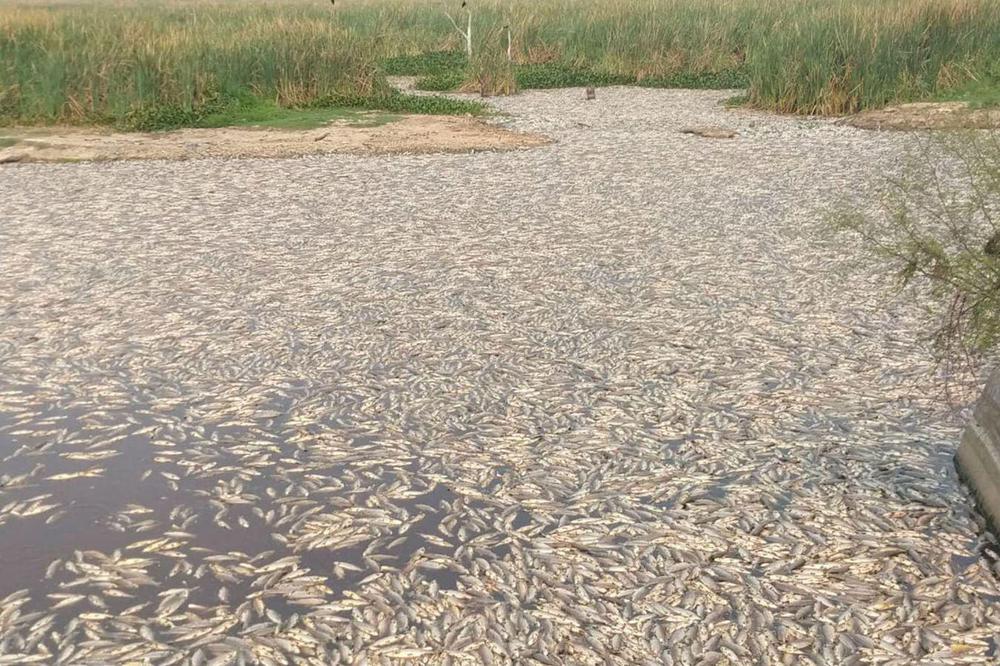 Formosa peces