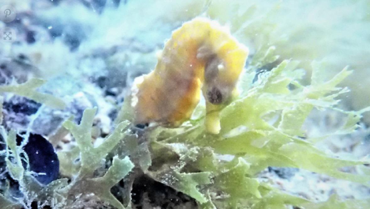 Caballito de Mar huevos 2