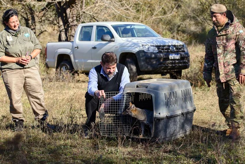 zorro-biodivesidad-00_ cba.gov.ar