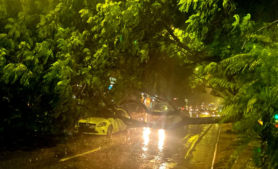 Lluvia caida de arbol Av chacabuco 