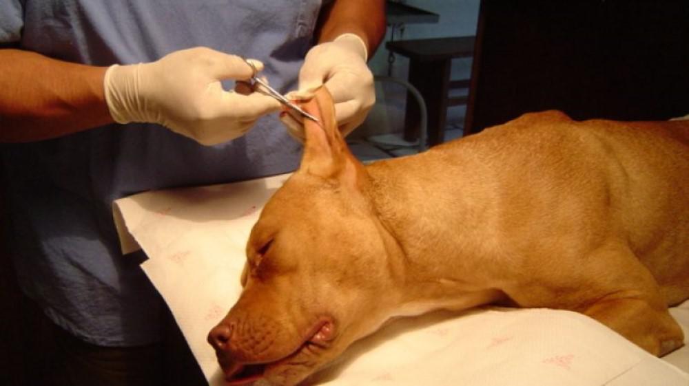 corte orejas perro