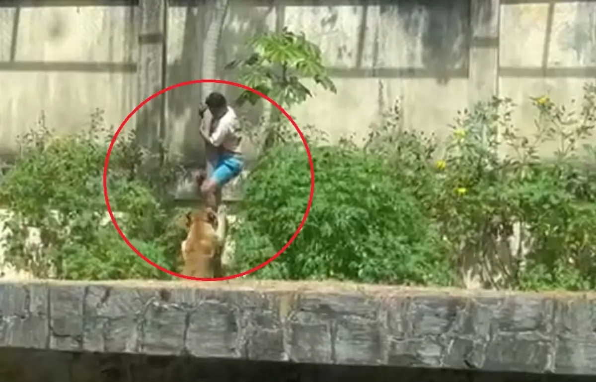 ataque-de-leona-en-zoologico-de-ZOEDTFWBKJE3NBLUSLVWYYEWME