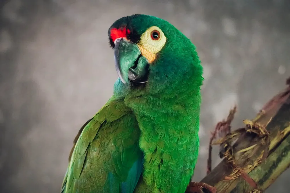 loro