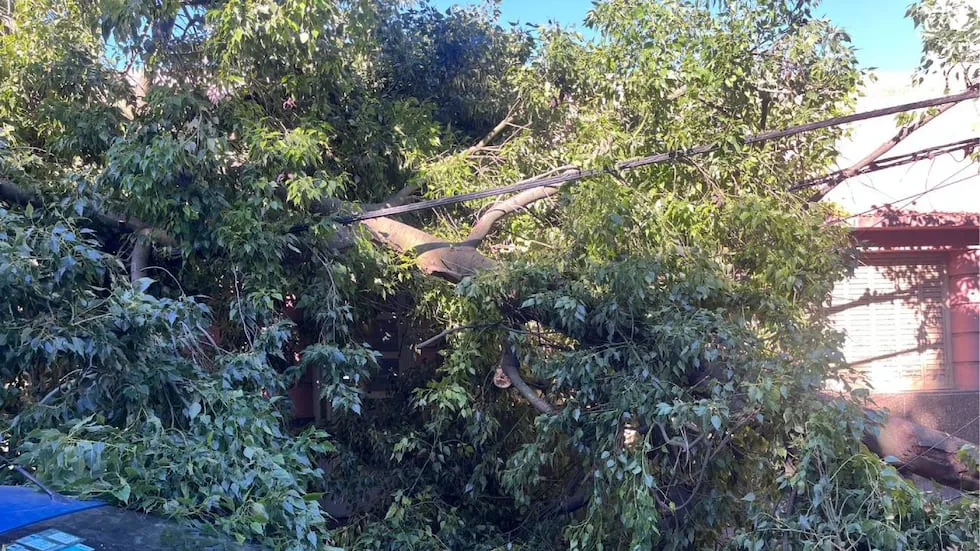 árbol