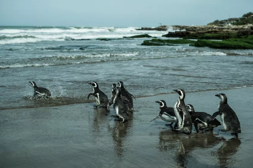 MDQ - pingüinos-rescate-02 _ Télam