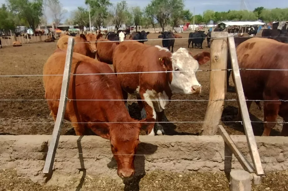 Vacas