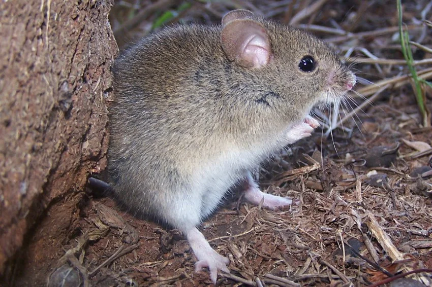 fiebre-hemorrágica-ratón