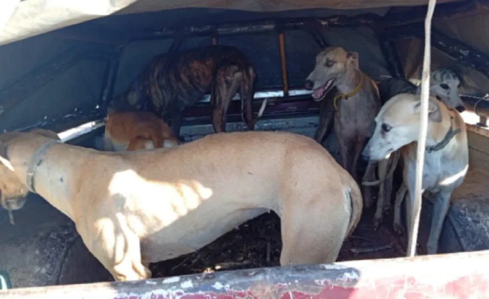galgos rescatados