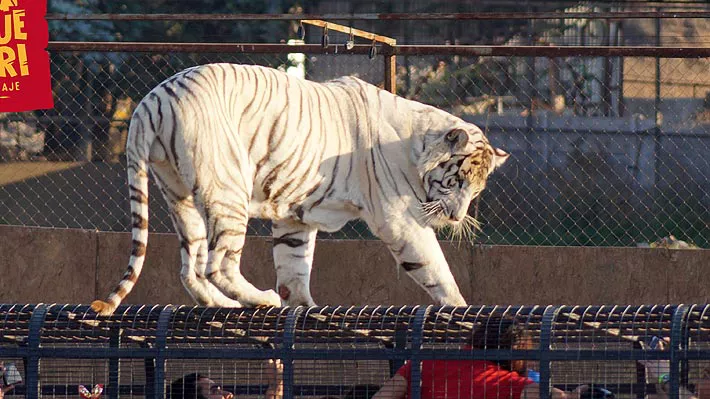 zoo en chile