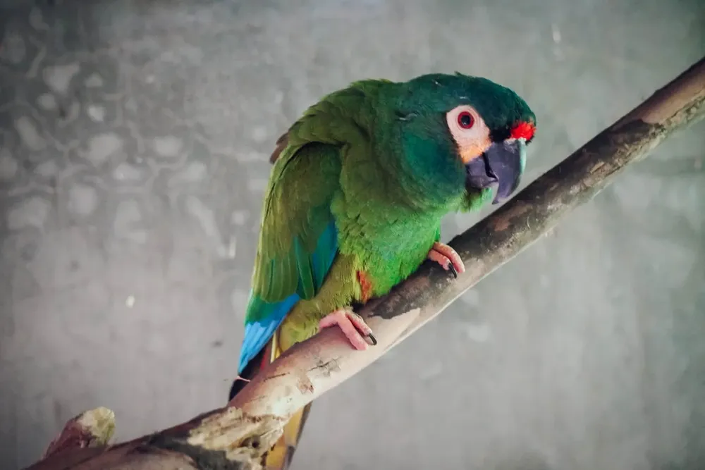 traslado de loro