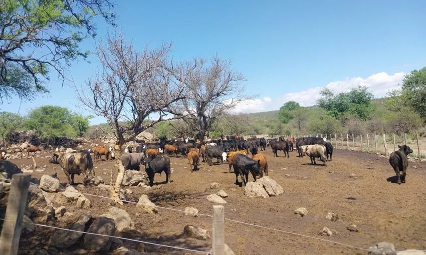 allanamientos-faenamiento-clandestino-00_ cba.gov.ar