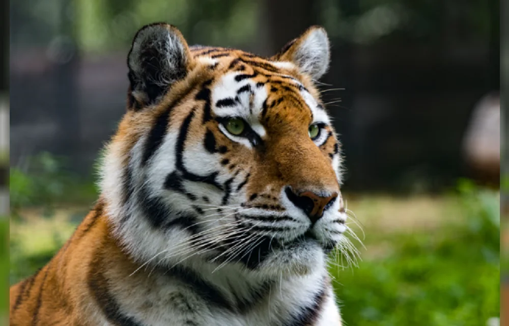 Tigre vida silvestre