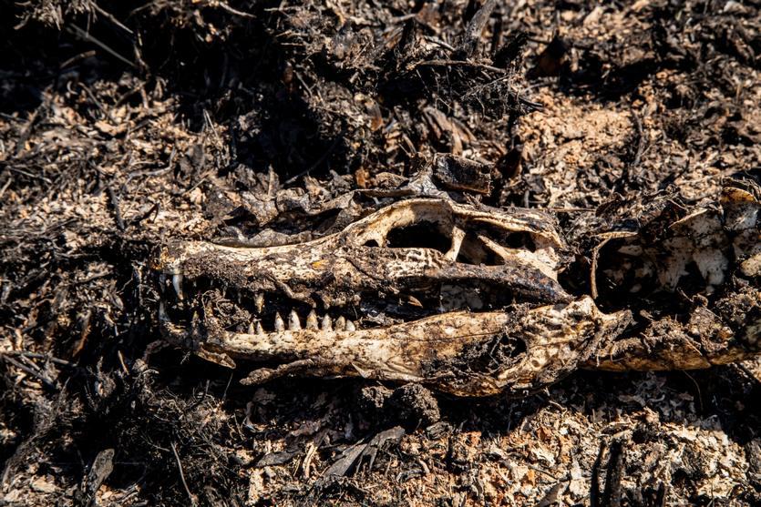 incendios esteros del libera 3