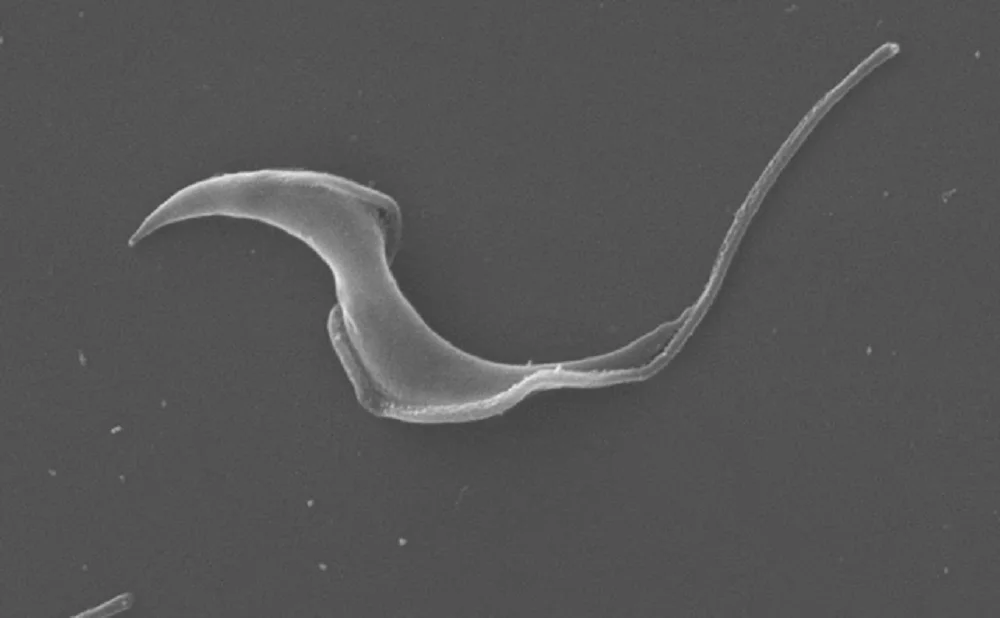 Trypanosoma cruzi el parásito chagas
