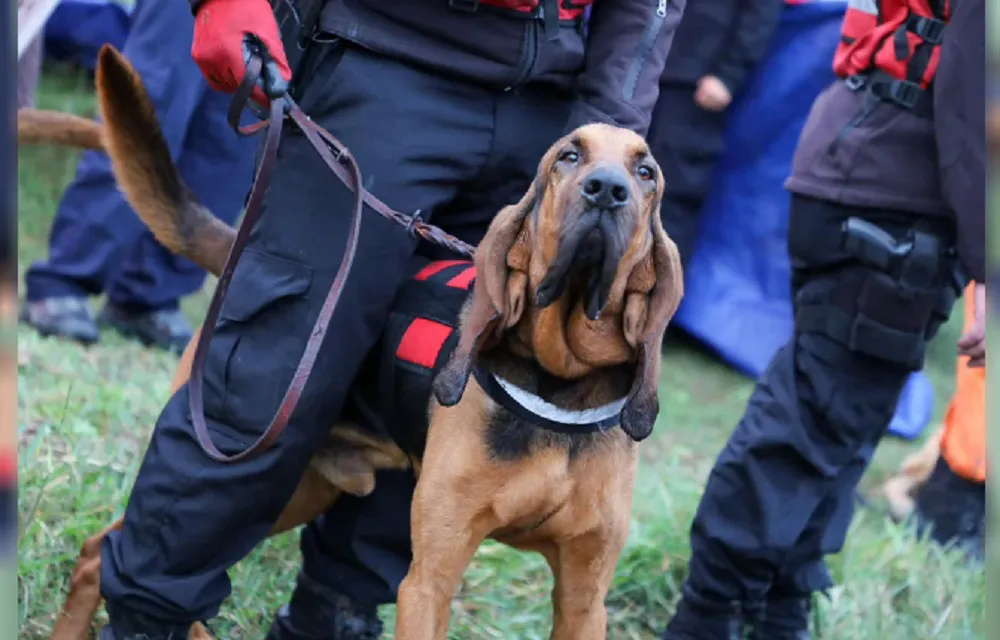 Caso Loan nuevos rastrillajes