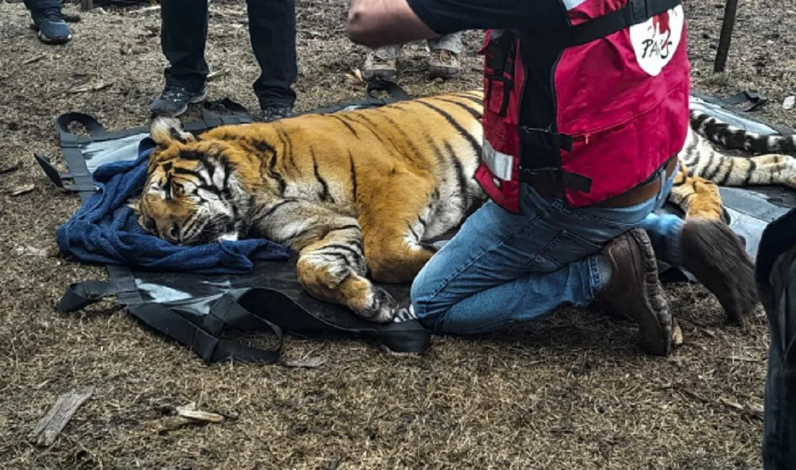Tigres rescatados 1